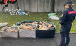 Controlli dei Carabinieri forestali su commercio di legname e pesca illegale