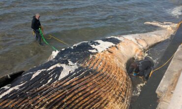 Balena spiaggiata, i ringraziamenti del sindaco