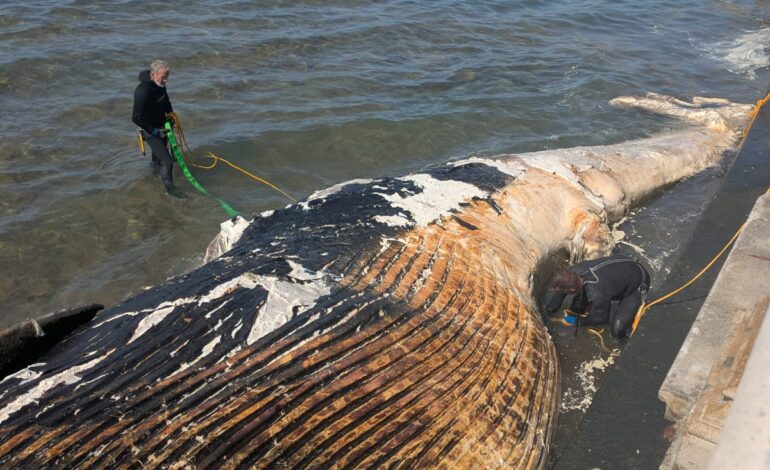 Balena spiaggiata, i ringraziamenti del sindaco