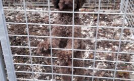 Trovato un cane vagante in via Giotto, si cerca urgentemente il proprietario
