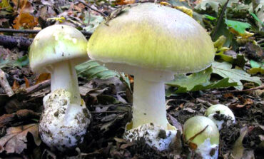 Funghi, meglio non correre rischi: i consigli dei micologi della ASL per evitare intossicazioni