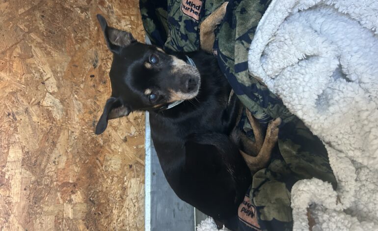 Trovato un cane vagante in via Provinciale Pisana. Si tratta di un Pinscher maschio anziano