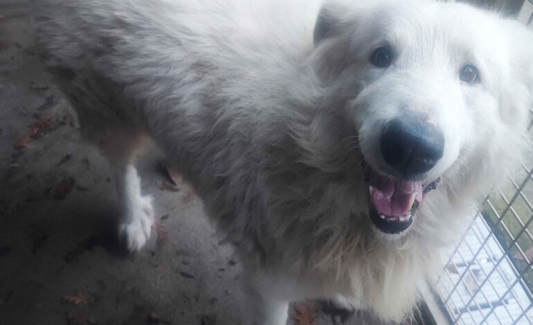 Cane simil Maremmano trovato vagante in via Caduti del Lavoro, si cerca il proprietario