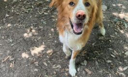 Gordy, meticcio socievole e collaborativo, cerca casa