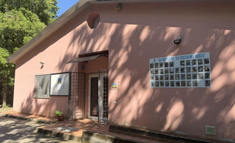 Trovati due cani vaganti. Si cercano i proprietari (foto)