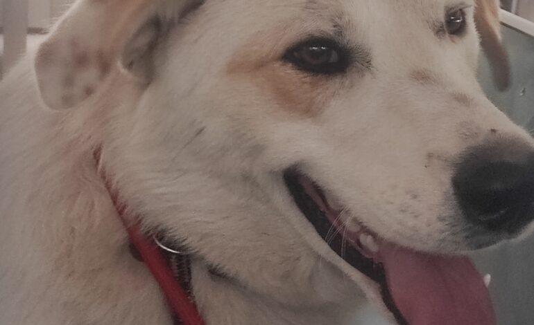 Cane smarrito a Livorno: è al canile, si cerca il padrone