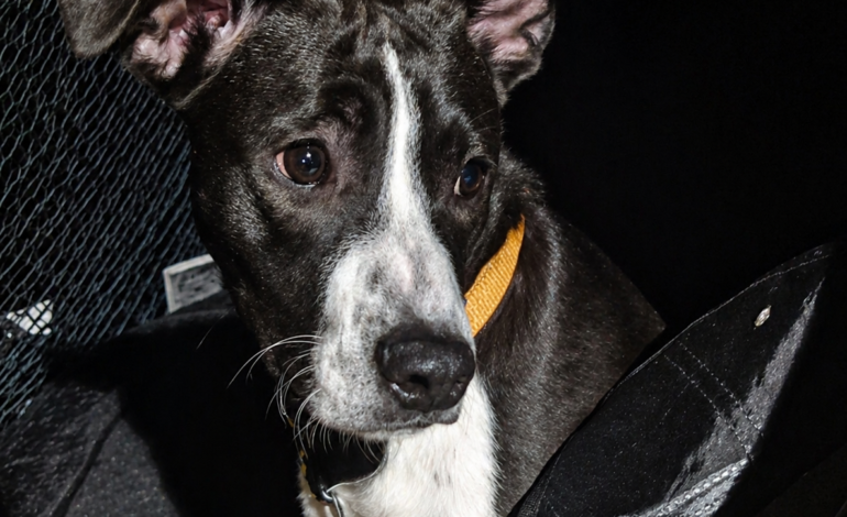 Trovato cane senza microchip in zona Guglia, si cerca il proprietario