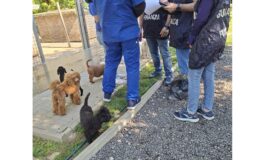 Allevamento di barboncini sotto sequestro. Prelevati 100 cani in condizioni di maltrattamento