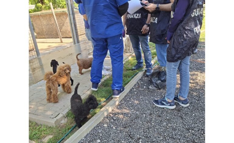 Allevamento di barboncini sotto sequestro. Prelevati 100 cani in condizioni di maltrattamento