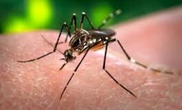 Caso di dengue a Livorno: scatta la disinfestazione
