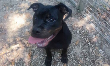 Trovato cucciolo senza microchip. Si cerca urgentemente il proprietario