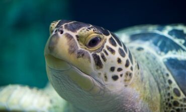 Acquario di Livorno: "A tu per tu con le tartarughe verdi"