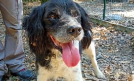 Appello alla cittadinanza per rintracciare i proprietari di due cani