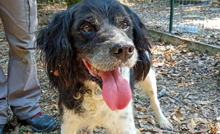 Appello alla cittadinanza per rintracciare i proprietari di due cani