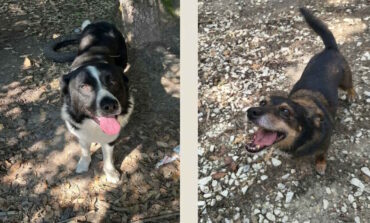 Adozione cani: Luna e Coraggio cercano una famiglia che li accolga