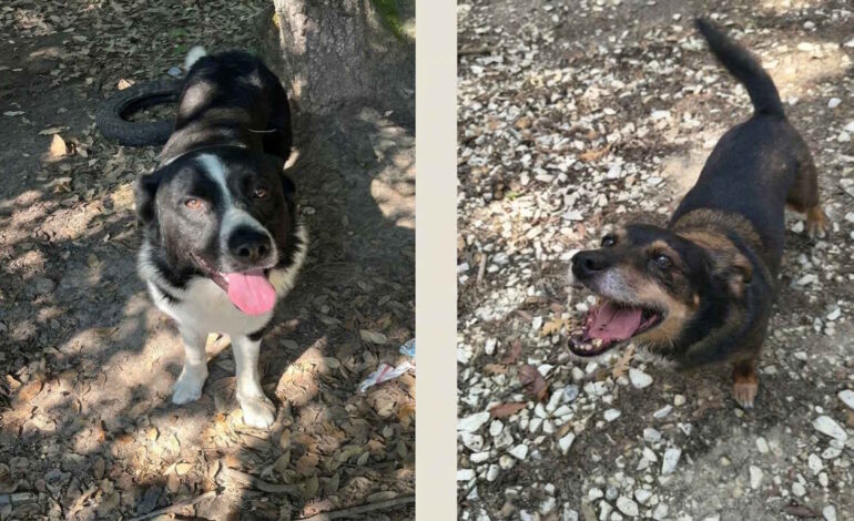 Adozione cani: Luna e Coraggio cercano una famiglia che li accolga