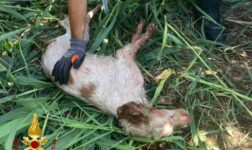 Cane cade in un pozzo a Livorno, salvato dai vigili del fuoco