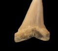 Ecosistemi marini, identificati fossili di 20 milioni di anni fa