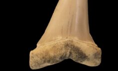 Ecosistemi marini, identificati fossili di 20 milioni di anni fa