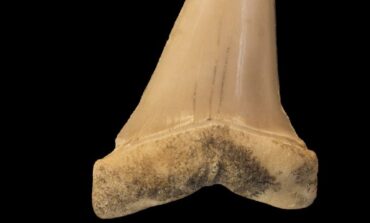 Ecosistemi marini, identificati fossili di 20 milioni di anni fa
