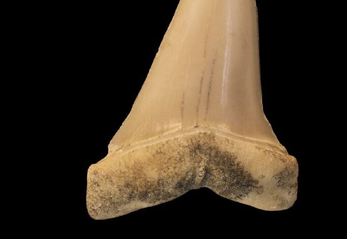 Ecosistemi marini, identificati fossili di 20 milioni di anni fa